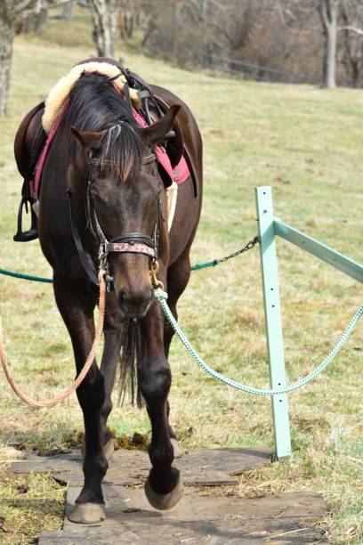 istock Close up of a horse 1353529603