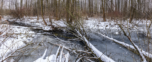 winter wilderness scenery, covered by snow after snowstorm with fallen trees in river. panoramic view.