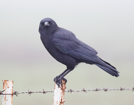 An image of an American Crow on a fence at the Suisun Marsh, in Suisun City, California.