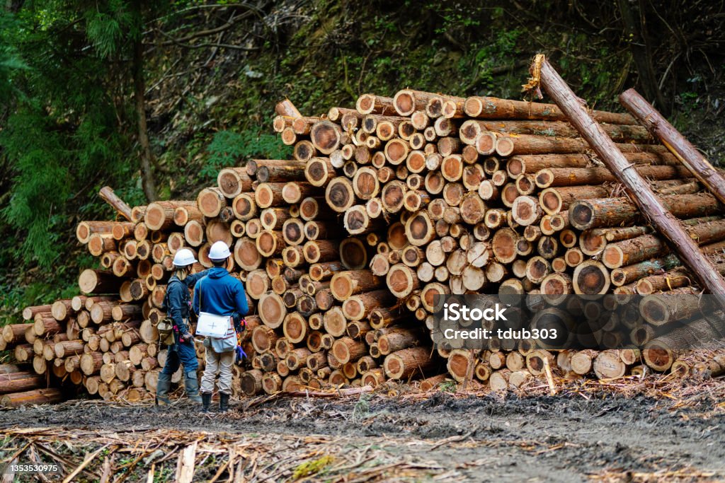 Sort Timber Two Foresters Measuring Logs At A Timber Sorting Facility Stock Photo ...