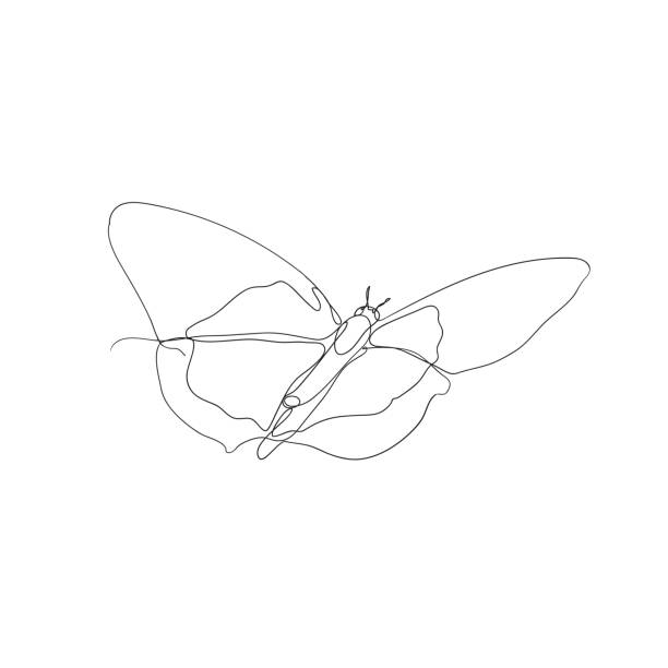 continuous line drawing butterfly illustration vector isolated continuous line drawing butterfly illustration vector isolated simple butterfly outline pictures stock illustrations