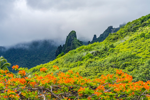 Colorful Green Mountains Peaks Orange Flame Tree Peak Moorea Tahiti French Polynesia