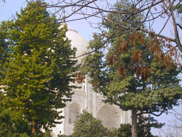 istock View of the Taj Mahal through the tree branches 1353533229
