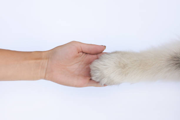 istock fluffy dog ​​paw on human palm 1353533277