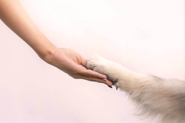 istock fluffy dog ​​paw on human palm 1353533301