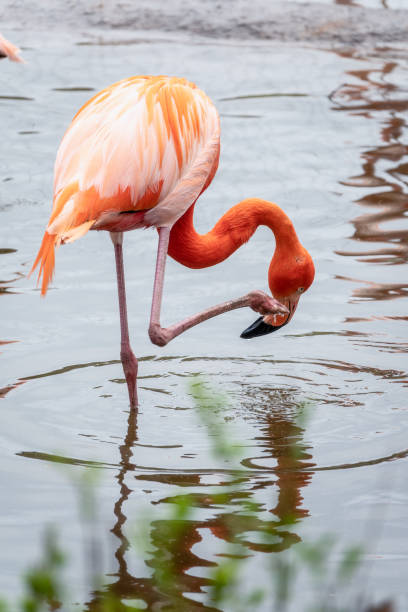 el flamenco americano phoenicopterus ruber de pie en el agua en la orilla del lago - american flamingo fotografías e imágenes de stock