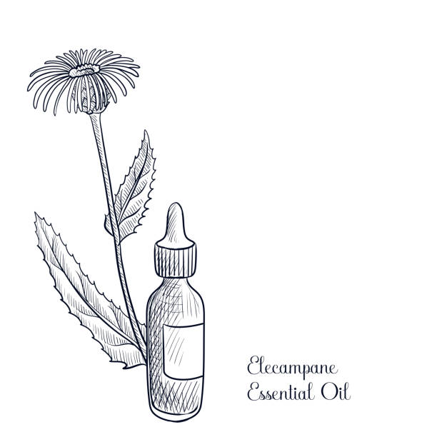 vector drawing elecampane essential oil vector drawing elecampane essential oil, Inula helenium , hand drawn illustration inula stock illustrations