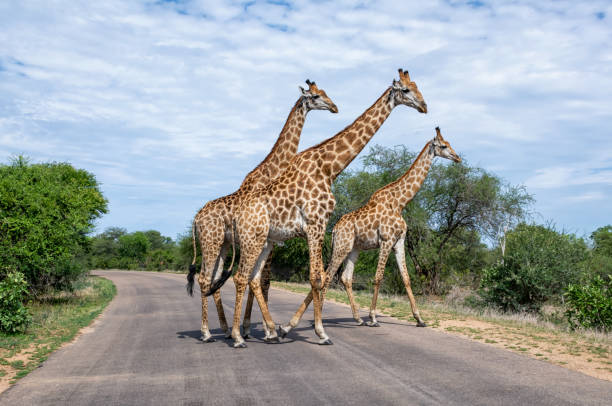 istock Giraffes Crossing A Road 1353536137