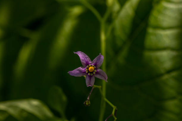 istock Solanum dulcamara flower growing in field, macro 1353536989