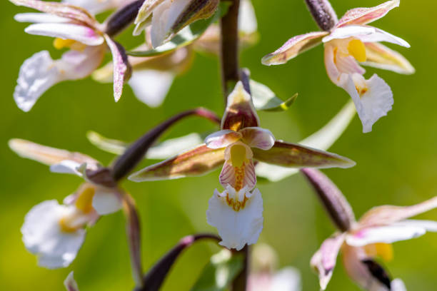 flowers captured in Bohinj valley Slovenia