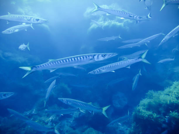 istock Barracudas in the shallow water 1353537222