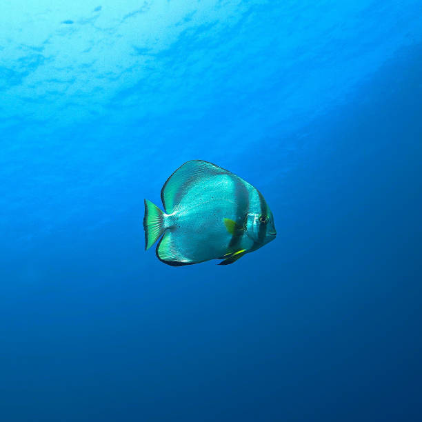 istock Beautiful Batfish in the blue 1353537313
