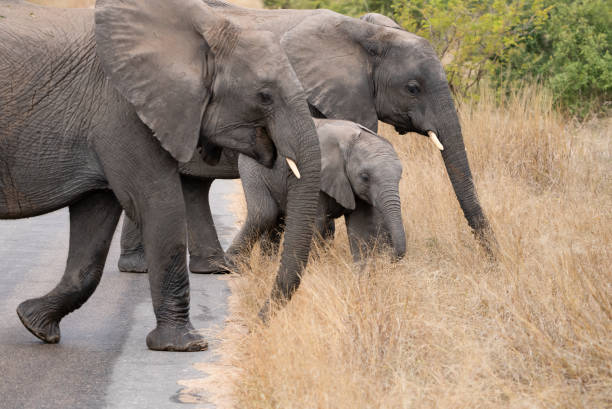 istock Three African elephants walking across road. 1353538074