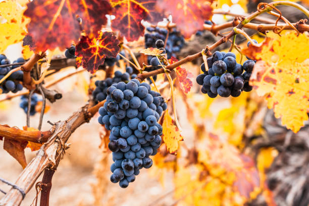 istock Clusters of black wine grapes on a vine close-up 1353538245