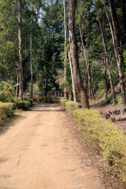 istock Road into forest in Chiang Mai province 1353539067