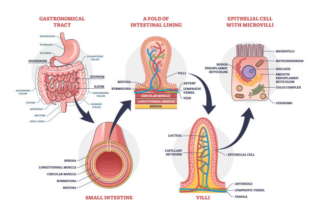 dünndarm mit wissenschaftlichem gastrointestinalem strukturskizzendiagramm - villus stock-grafiken, -clipart, -cartoons und -symbole