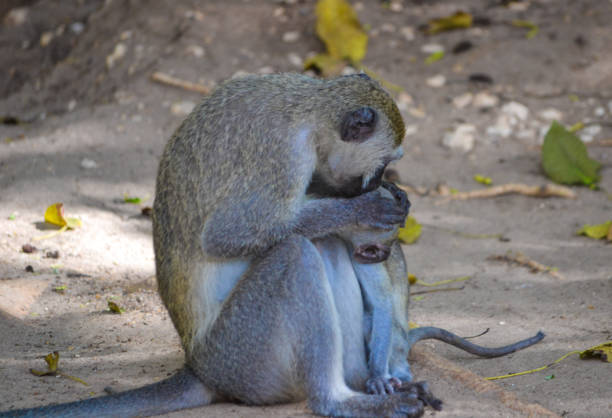 istock Vervet monkey mother with her baby 1353542908