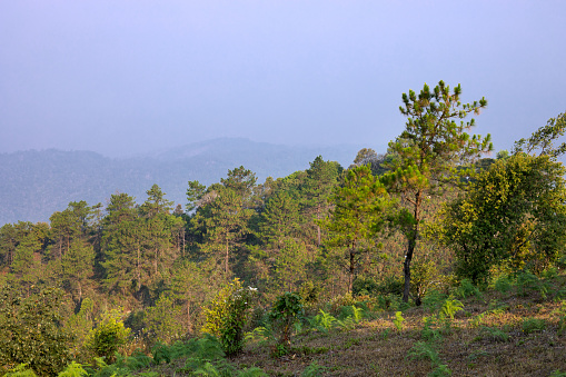 Forest panorama on mountain in Chiang Mai province at day with haze