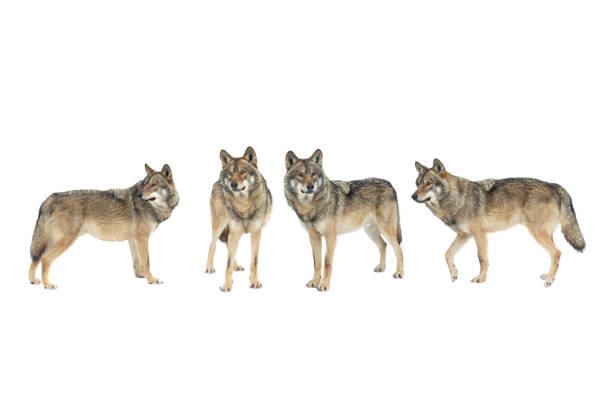 istock walking wolfs in the snow isolated on white background 1353543654