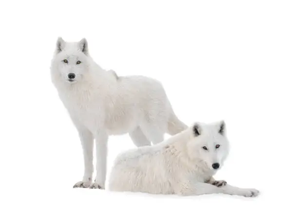 two polar wolves isolated on white background0, animals shot in the wild and cut out on white background