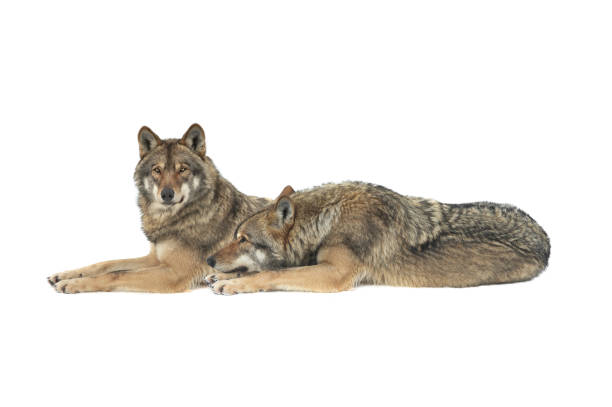 Wolf / Wolf / Canis lupus
