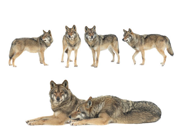istock walking wolfs in the snow isolated on white background 1353543829