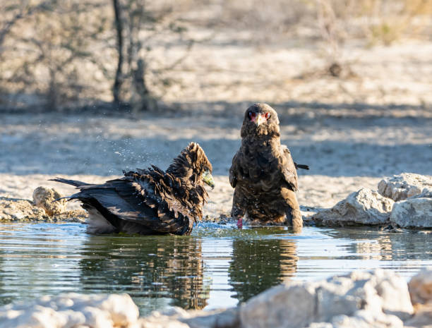 Immature Bateleur Eagles Immature Bateleur Eagles at a watering hole in Southern African savannah bateleur eagle terathopius ecaudatus portrait stock pictures, royalty-free photos & images