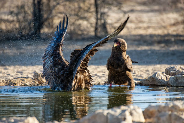 Immature Bateleur Eagles Immature Bateleur Eagles at a watering hole in Southern African savannah bateleur eagle terathopius ecaudatus portrait stock pictures, royalty-free photos & images