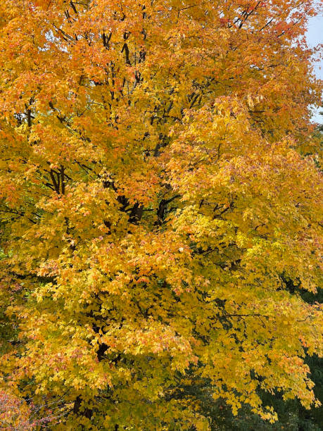 istock Ahornbaum, Herbstblaetter, Acer 1353547033
