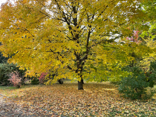 ahornbaum, herbstblaetter, acer - black box photos et images de collection