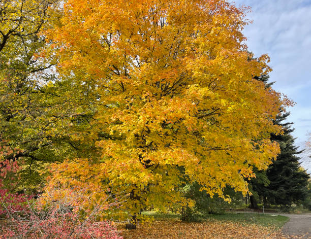 ahornbaum, herbstblaetter, acer - black box photos et images de collection