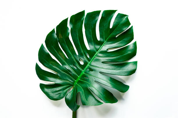 closeup beautiful monstera leaf isolated on white background - rainforest cheese plant philodendron leaf vein imagens e fotografias de stock