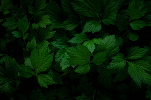 istock Full Frame of Green Leaves Pattern Background 1353547874