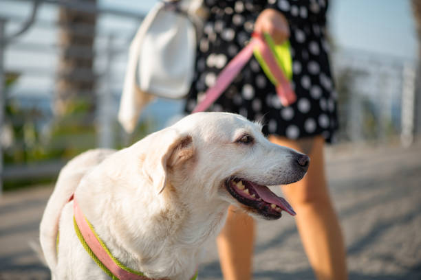 istock Young Woman Walking Her Dog 1353547904