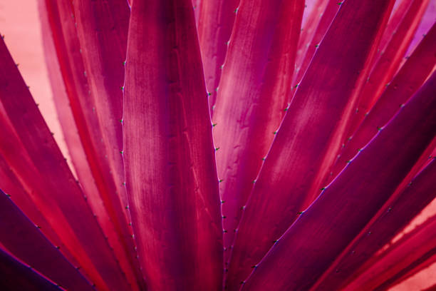 istock closeup agave cactus textures, abstract natural purple background. 1353547920