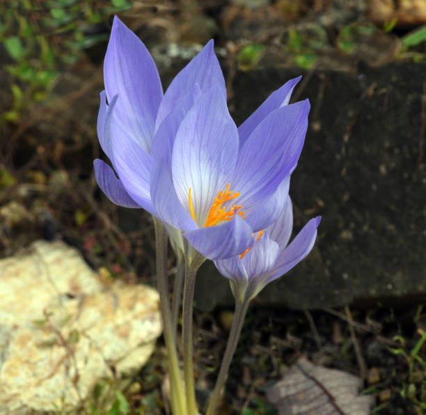 Autumn crocus, crocus speciosus Autumn crocus, crocus speciosus, is a species of crocus that only blooms in autumn. meadow saffron stock pictures, royalty-free photos & images