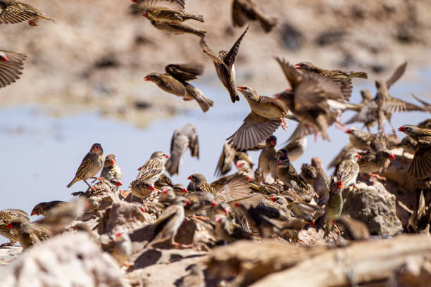 Red-billed quelea flock flying back and forth between trees and the waterhole in the Kalahari, South Africa Red-billed quelea flock flying back and forth between trees and the waterhole in the Kalahari, South Africa flock of birds red billed weaver bird weaverbird africa stock pictures, royalty-free photos & images