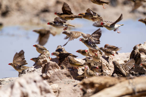 Red-billed quelea flock flying back and forth between trees and the waterhole in the Kalahari, South Africa Red-billed quelea flock flying back and forth between trees and the waterhole in the Kalahari, South Africa red billed quelea stock pictures, royalty-free photos & images