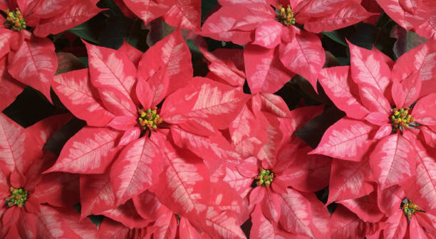 рождественская звезда пуансеттия (euphorbia pulcherrima) цветочный фон - flower head poinsettia euphorbiaceae leaf стоковые фото и изображения