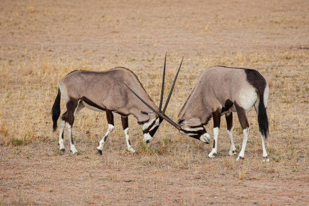 gemsbok männchen sparring zur vorbereitung auf die paarungszeit in der kalahari wüste, südafrika - 2967 stock-fotos und bilder