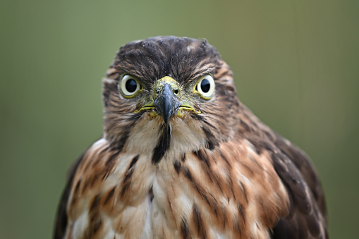 the sharp gaze of the eagle's eyes