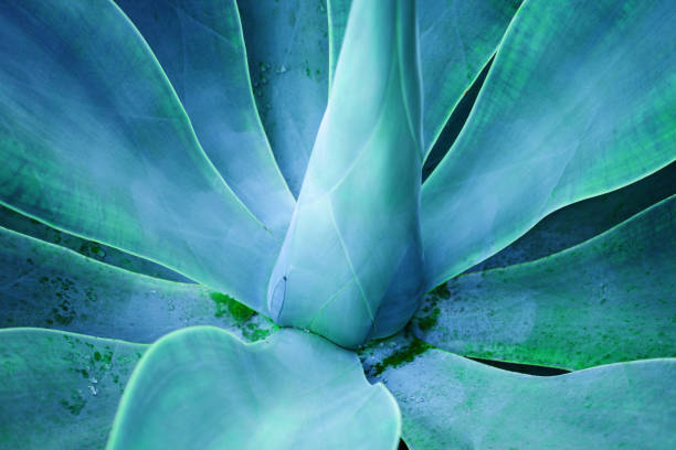 istock closeup agave cactus textures, abstract natural green background. 1353548364