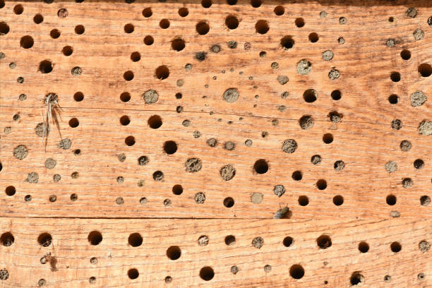 Insect hotels serve insects, especially wild bees, as a shelter and breeding ground.