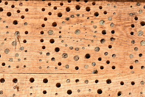 Insect hotels serve insects