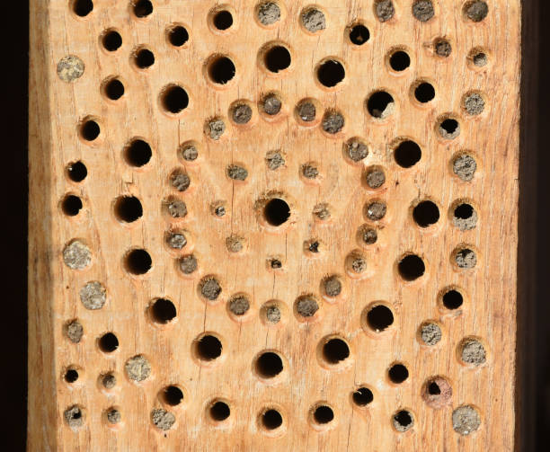 istock Insect hotels serve insects 1353549024