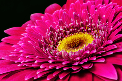 Gazania daisy flower close up