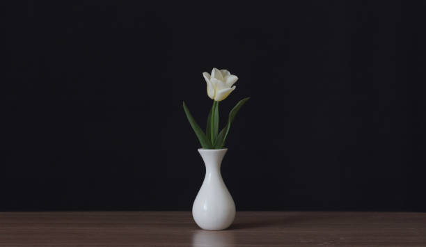 istock White tulip flower in a white vase. 1353549577