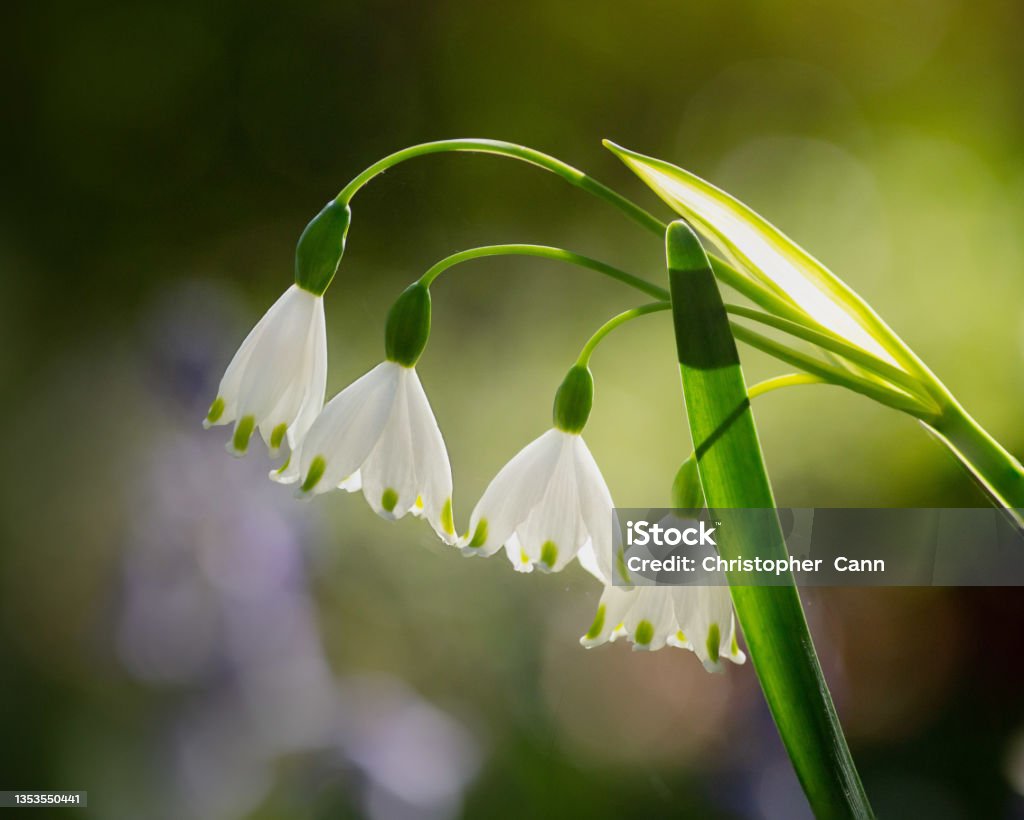 A closed up of the Loddon Lily in the morning light A closed up of the Loddon Lily in the morning light, with a bright blurry background Lily Stock Photo