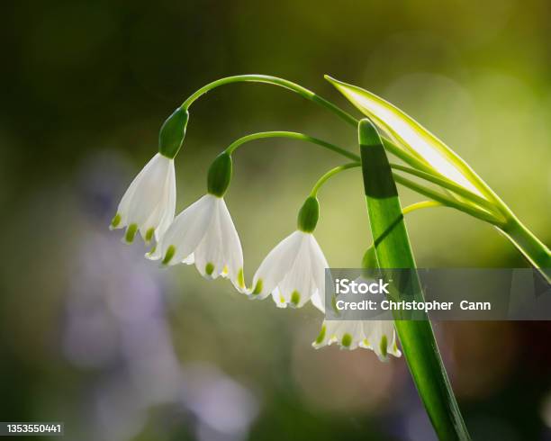 A Closed Up Of The Loddon Lily In The Morning Light Stock Photo - Download Image Now