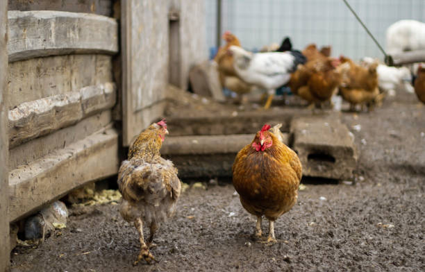 istock A pockmarked chicken in close-up, looking into the distance. 1353550603